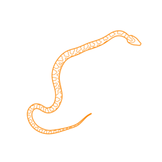 Animals Snakes Corn Snake Sticker Outline Svg File, Free Vectors File
